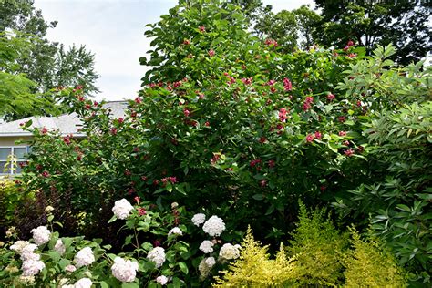 aphrodite_sweet|Calycanthus ‘Aphrodite’ (Sweetshrub)